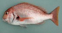 Image of Pagrus africanus (Southern common seabream)