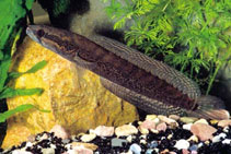 Image of Parachanna africana (African snakehead)