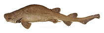 Image of Parmaturus albipenis (White-clasper catshark)