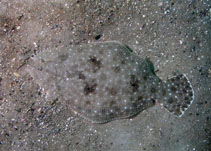 Image of Paralichthys albigutta (Gulf flounder)