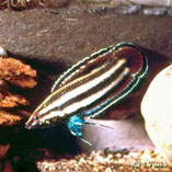 Image of Parosphromenus alfredi 