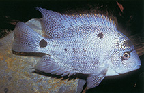Image of Maskaheros argenteus (White cichlid)