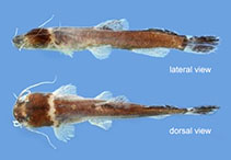 Image of Pariolius armillatus 