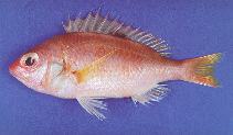 Image of Parascolopsis aspinosa (Smooth dwarf monocle bream)