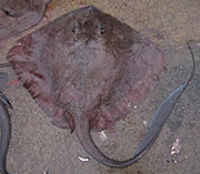 Image of Pastinachus ater (Broad cowtail ray)