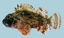 Image of Parascorpaena aurita (Golden scorpionfish)