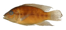 Image of Parananochromis axelrodi 