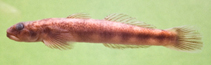 Image of Parasicydium bandama 