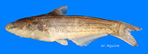 Image of Paracetopsis bleekeri 