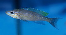 Image of Paracyprichromis brieni 