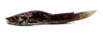 Image of Parauchenoglanis buettikoferi 