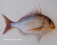 Image of Pagrus caeruleostictus (Bluespotted seabream)