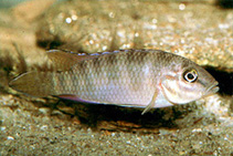 Image of Parananochromis caudifasciatus 