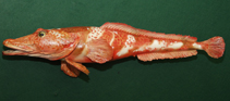 Image of Parachaenichthys charcoti 