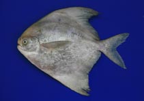 Image of Pampus chinensis (Chinese silver pomfret)