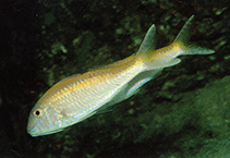 Image of Parupeneus chrysopleuron (Yellow striped goatfish)