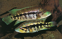 Image of Parachromis dovii (Guapote)
