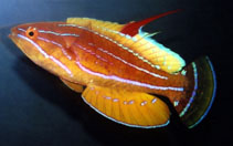 Image of Paracheilinus flavianalis (Yellowfin flasher wrasse)