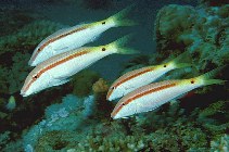 Image of Parupeneus forsskali (Red Sea goatfish)