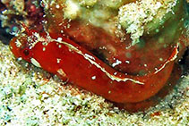 Image of Paraclinus grandicomis (Horned blenny)