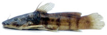 Image of Parauchenoglanis monkei (Dotted catfish)