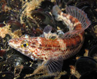 Image of Parapercis haackei (Wavy grubfish)