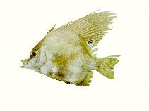 Image of Parazanclistius hutchinsi (Short boarfish)