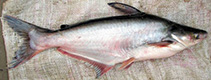 Image of Pangasianodon hypophthalmus (Striped catfish)