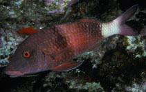 Image of Parupeneus insularis (Twosaddle goatfish)