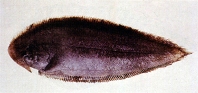 Image of Paraplagusia japonica (Black cow-tongue)