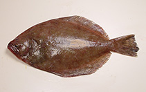 Image of Paralichthys lethostigma (Southern flounder)