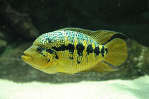 Image of Parachromis loisellei 