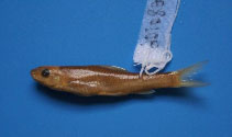 Image of Parasinilabeo longicorpus 