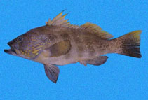 Image of Paralabrax loro (Parrot sand bass)