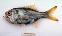 Image of Paratrachichthys macleayi (Sandpaper fish)