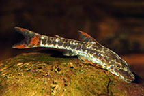 Image of Parotocinclus maculicauda 