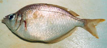Image of Parequula melbournensis (Silverbelly)