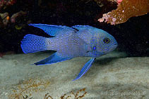 Image of Paraplesiops meleagris (Southern blue devil)