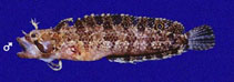 Image of Paraclinus mexicanus (Mexican blenny)