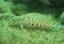 Image of Parapercis millepunctata (Black dotted sand perch)
