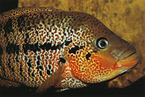 Image of Parachromis motaguensis (False yellowjacket cichlid)