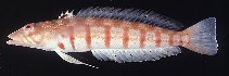 Image of Parapercis multiplicata (Redbarred sandperch)