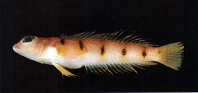 Image of Parapercis macrophthalma (Narrow barred grubfish)