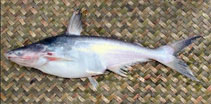 Image of Pangasius nasutus 