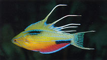 Image of Paracheilinus nursalim (Nursalim flasherwrasse)