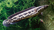 Image of Parachanna obscura (African obscure snakehead)