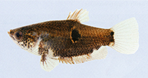 Image of Parasphaerichthys ocellatus (Eyespot gourami)
