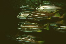 Image of Parapristipoma octolineatum (African striped grunt)
