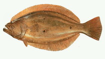 Image of Paralichthys olivaceus (Bastard halibut)