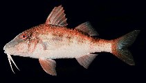 Image of Parupeneus orientalis (Rapanui goatfish)